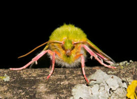 Pseudoips prasinana / Jgerhtchen / Buchen-Kahneule / Nachtfalter - Eulenfalter - Noctuidae - Kahneulchen - Nolinae