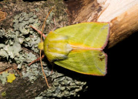 Pseudoips prasinana / Jgerhtchen / Buchen-Kahneule / Nachtfalter - Eulenfalter - Noctuidae - Kahneulchen - Nolinae