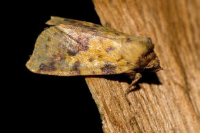 Xanthia togata / Violett-Gelbeule / Weiden-Gelbeule / Nachtfalter - Eulenfalter - Noctuidae - Xyleninae