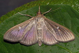 Cydalima perspectalis / Buchsbaumznsler / Nachtfalter - Znsler - Crambidae - Spilomelinae