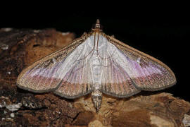 Cydalima perspectalis / Buchsbaumznsler / Nachtfalter - Znsler - Crambidae - Spilomelinae