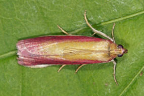 Oncocera semirubella / Rhabarberznsler / Nachtfalter - Znsler - Pyralidae - Phyticinae