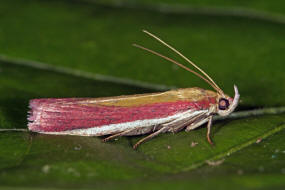 Oncocera semirubella / Rhabarberznsler / Nachtfalter - Znsler - Pyralidae - Phyticinae