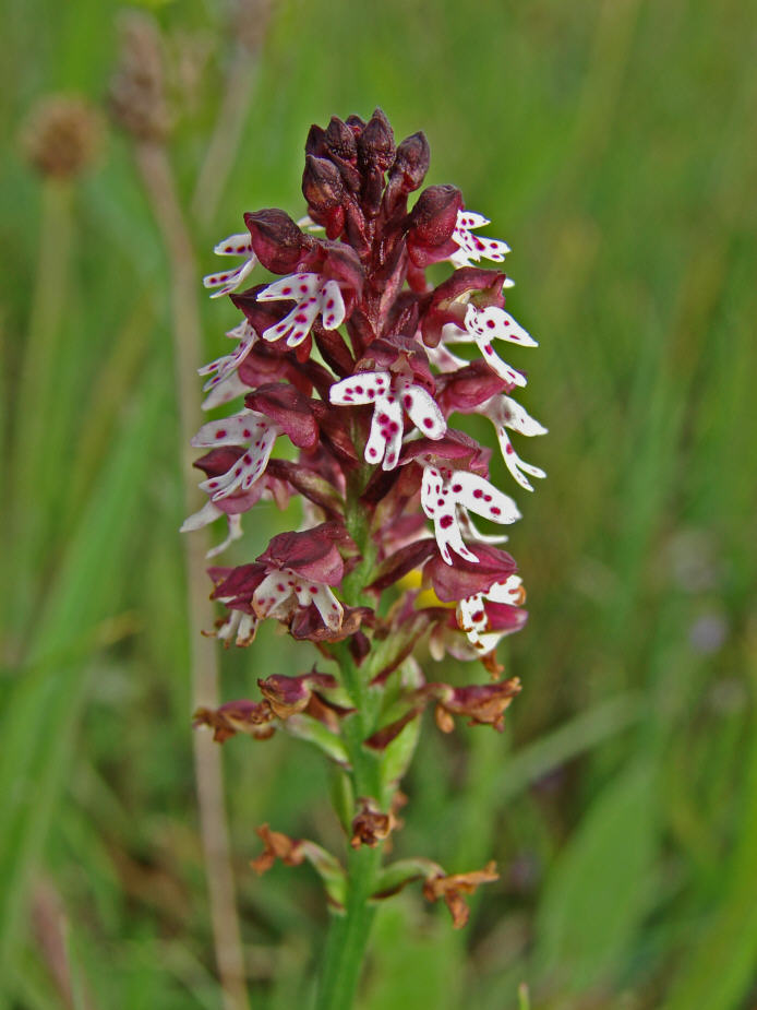 Neotinea ustulata (syn. Orchis ustulata) / Brand-Knabenkraut / Orchidaceae / Orchideengewächse / Rote Liste 2 
