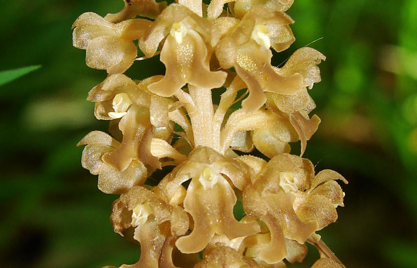 Neottia nidus-avis / Vogel-Nestwurz / Orchidaceae / Orchideengewächse 