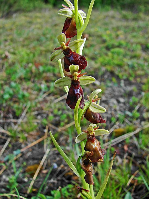 Ophrys insectifera / Fliegen-Ragwurz / Orchidaceae / Orchideengewächse / Rote Liste 3 / §