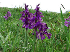 Anacamptis morio (frher Orchis morio) / Kleines Knabenkraut / Salep Knabenkraut / Orchidaceae / Orchideengewchse