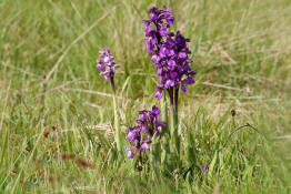 Anacamptis morio (frher Orchis morio) / Kleines Knabenkraut / Salep Knabenkraut / Orchidaceae / Orchideengewchse