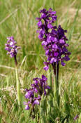 Anacamptis morio (frher Orchis morio) / Kleines Knabenkraut / Salep Knabenkraut / Orchidaceae / Orchideengewchse