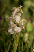 Anacamptis morio var. alba (frher Orchis morio) / Kleines Knabenkraut / Salep Knabenkraut / Orchidaceae / Orchideengewchse