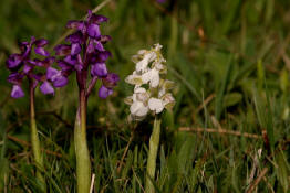 Anacamptis morio var. alba (frher Orchis morio) / Kleines Knabenkraut / Salep Knabenkraut / Orchidaceae / Orchideengewchse