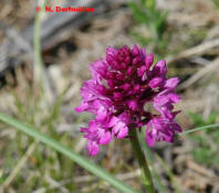 Anacamptis pyramidalis / Hundswurz / Spitzorchis / Orchidaceae / Orchideengewchse