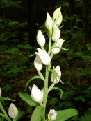 Cephalanthera damasonium / Weies Waldvgelein / Orchidaceae / Orchideengewchse 