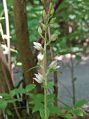 Cephalanthera damasonium / Weies Waldvgelein / Orchidaceae / Orchideengewchse 