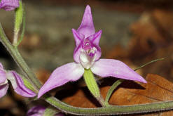 Cephalanthera rubra / Rotes Waldvögelein / Orchidaceae / Orchideengewächse