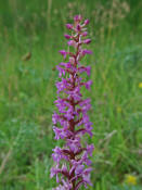 Gymnadenia conopsea ssp. conopsea / Gewhnliche Mcken-Hndelwurz / Orchidaceae / Orchideengewchse