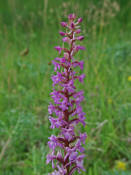 Gymnadenia conopsea ssp. conopsea / Gewhnliche Mcken-Hndelwurz / Orchidaceae / Orchideengewchse