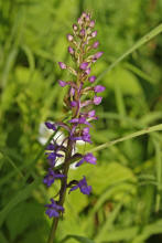 Gymnadenia conopsea ssp. conopsea / Gewhnliche Mcken-Hndelwurz / Orchidaceae / Orchideengewchse