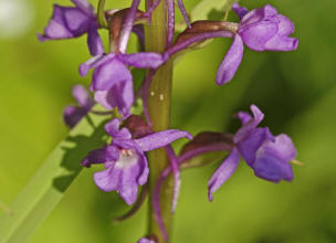 Gymnadenia conopsea ssp. conopsea / Gewhnliche Mcken-Hndelwurz / Orchidaceae / Orchideengewchse