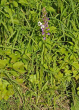 Gymnadenia conopsea ssp. conopsea / Gewhnliche Mcken-Hndelwurz / Orchidaceae / Orchideengewchse