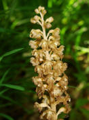 Neottia nidus-avis / Vogel-Nestwurz / Orchidaceae / Orchideengewchse 