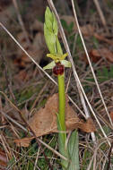 Ophrys sphegodes ssp. araneola / Kleine Spinnen-Ragwurz /  Orchidaceae / Orchideengewchse