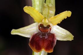 Ophrys sphegodes ssp. araneola / Kleine Spinnen-Ragwurz /  Orchidaceae / Orchideengewchse