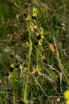 Ophrys sphegodes ssp. araneola / Kleine Spinnen-Ragwurz /  Orchidaceae / Orchideengewchse