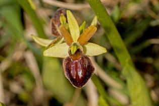 Ophrys sphegodes ssp. araneola / Kleine Spinnen-Ragwurz /  Orchidaceae / Orchideengewchse