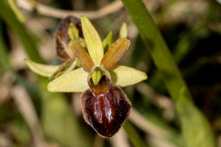 Ophrys sphegodes ssp. araneola / Kleine Spinnen-Ragwurz /  Orchidaceae / Orchideengewchse