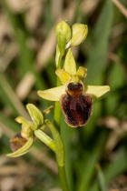 Ophrys sphegodes ssp. araneola / Kleine Spinnen-Ragwurz /  Orchidaceae / Orchideengewchse