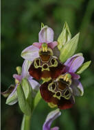 Ophrys holoserica / Hummel-Ragwurz / Orchidaceae / Orchideengewächse
