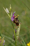 Ophrys holoserica / Hummel-Ragwurz / Orchidaceae / Orchideengewchse