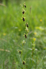 Ophrys insectifera / Fliegen-Ragwurz / Orchidaceae / Orchideengewächse