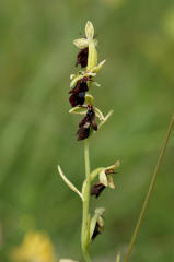 Ophrys insectifera / Fliegen-Ragwurz / Orchidaceae / Orchideengewächse