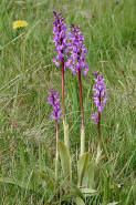 Orchis mascula / Stattliches Knabenkraut / Manns-Knabenkraut / Orchidaceae / Orchideengewchse