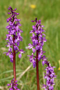 Orchis mascula / Stattliches Knabenkraut / Manns-Knabenkraut / Orchidaceae / Orchideengewchse