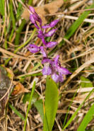 Orchis mascula / Stattliches Knabenkraut / Manns-Knabenkraut / Orchidaceae / Orchideengewchse