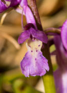 Orchis mascula / Stattliches Knabenkraut / Manns-Knabenkraut / Orchidaceae / Orchideengewchse