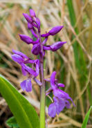 Orchis mascula / Stattliches Knabenkraut / Manns-Knabenkraut / Orchidaceae / Orchideengewchse