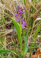 Orchis mascula / Stattliches Knabenkraut / Manns-Knabenkraut / Orchidaceae / Orchideengewchse