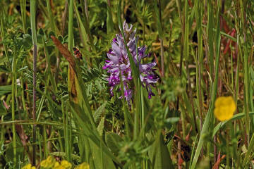 Orchis militaris / Helm-Knabenkraut / Orchidaceae / Orchideengewchse / Rote Liste 3