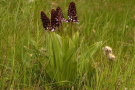 Orchis purpurea / Purpur - Knabenkraut / Orchidaceae / Orchideengewchse