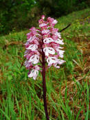 Orchis purpurea / Purpur - Knabenkraut / Orchidaceae / Orchideengewchse