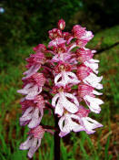 Orchis purpurea / Purpur - Knabenkraut / Orchidaceae / Orchideengewchse