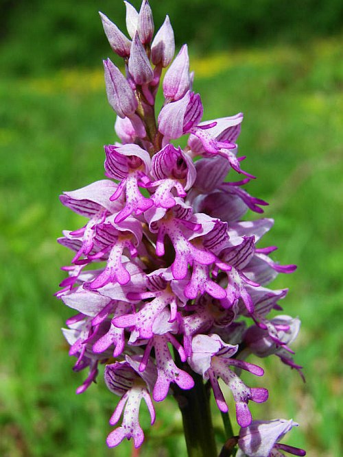 Orchis militaris / Helm-Knabenkraut / Orchidaceae / Orchideengewächse / Rote Liste 3