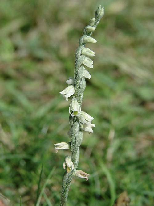 Spiranthes spiralis / Herbst-Drehwurz / Herbst-Wendelähre / Orchidaceae / Orchideengewächse