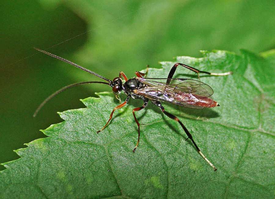 Pseudoplatylabus violentus / Schlupfwespe / Schlupfwespen - Ichneumonidae / Ordnung: Hautflügler - Hymenoptera