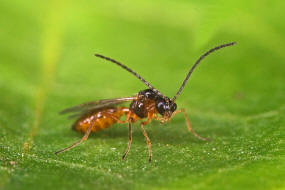 Aphidius spec. / Aphidiinae / Blattlauswespen / Brackwespen - Braconidae