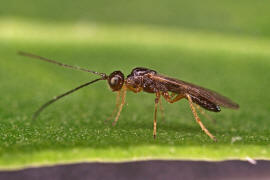 Braconidae (Brackwespe) - unbestimmt